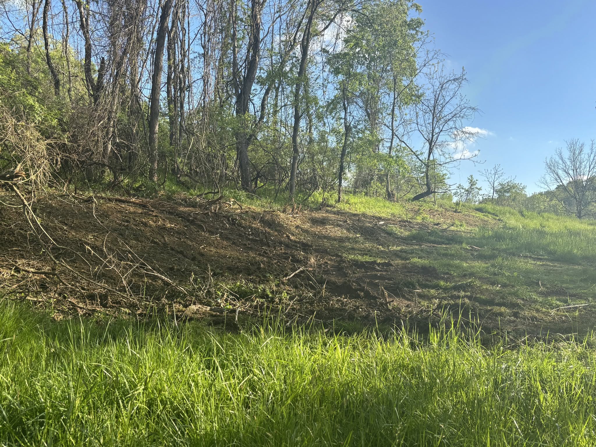 Forestry mulched woodland