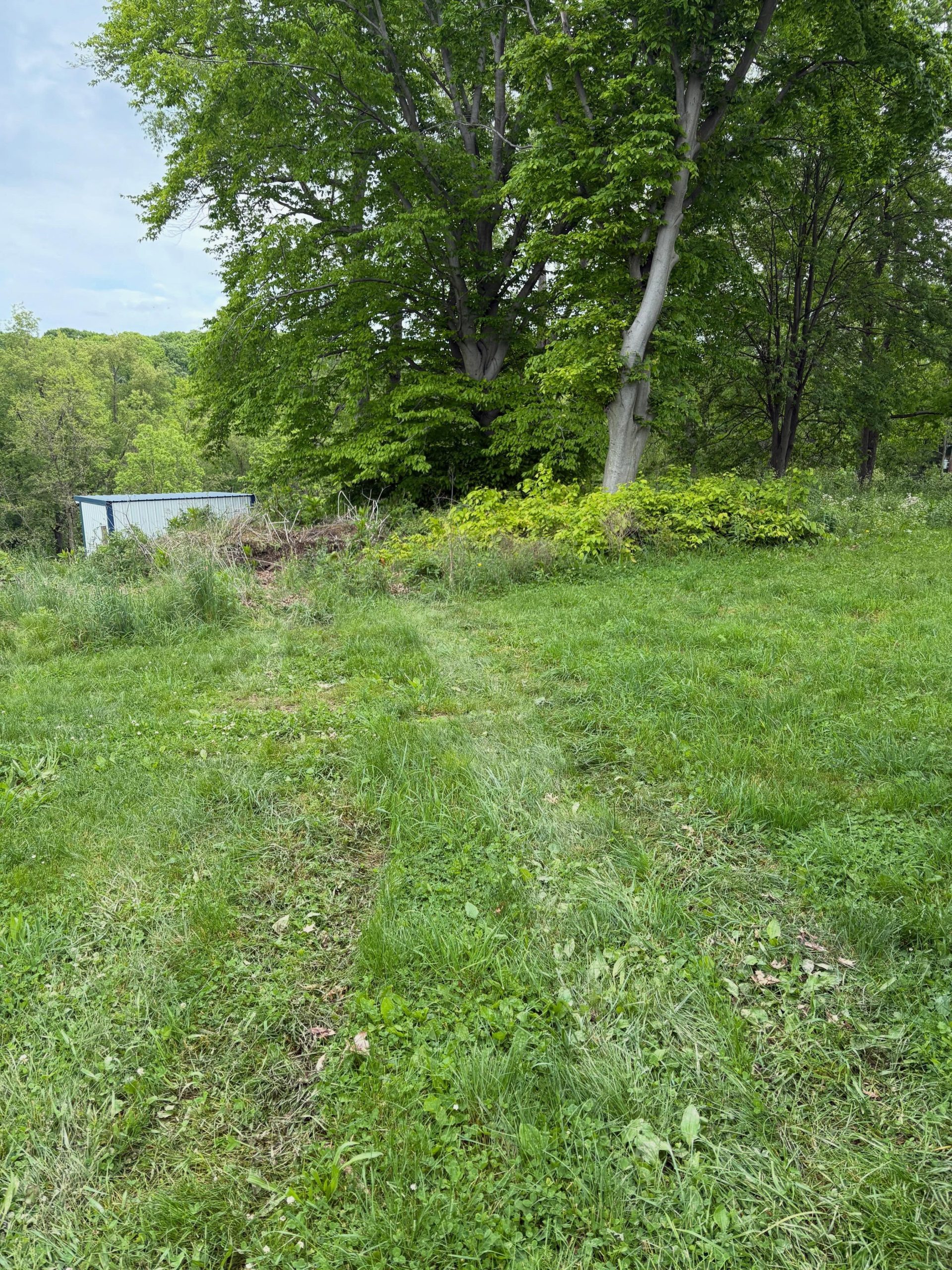 Healthy restored pasture